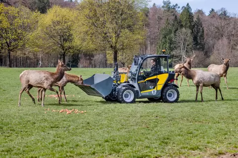 Le chariot télescopique Kramer 1445e, entièrement électrique, en train de nourrir les animaux...