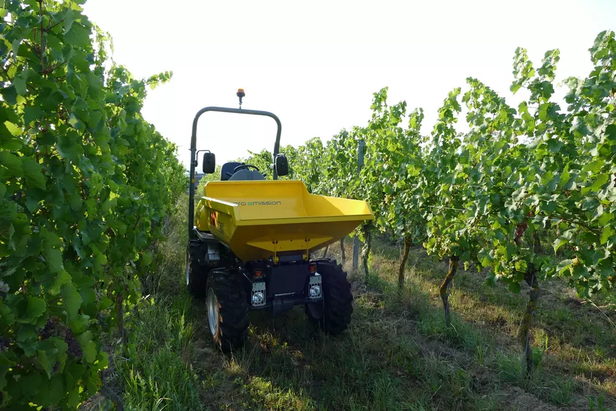 DW15e  in the vineyard