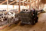 Weidemann attachment Feed distributor, in action agriculture